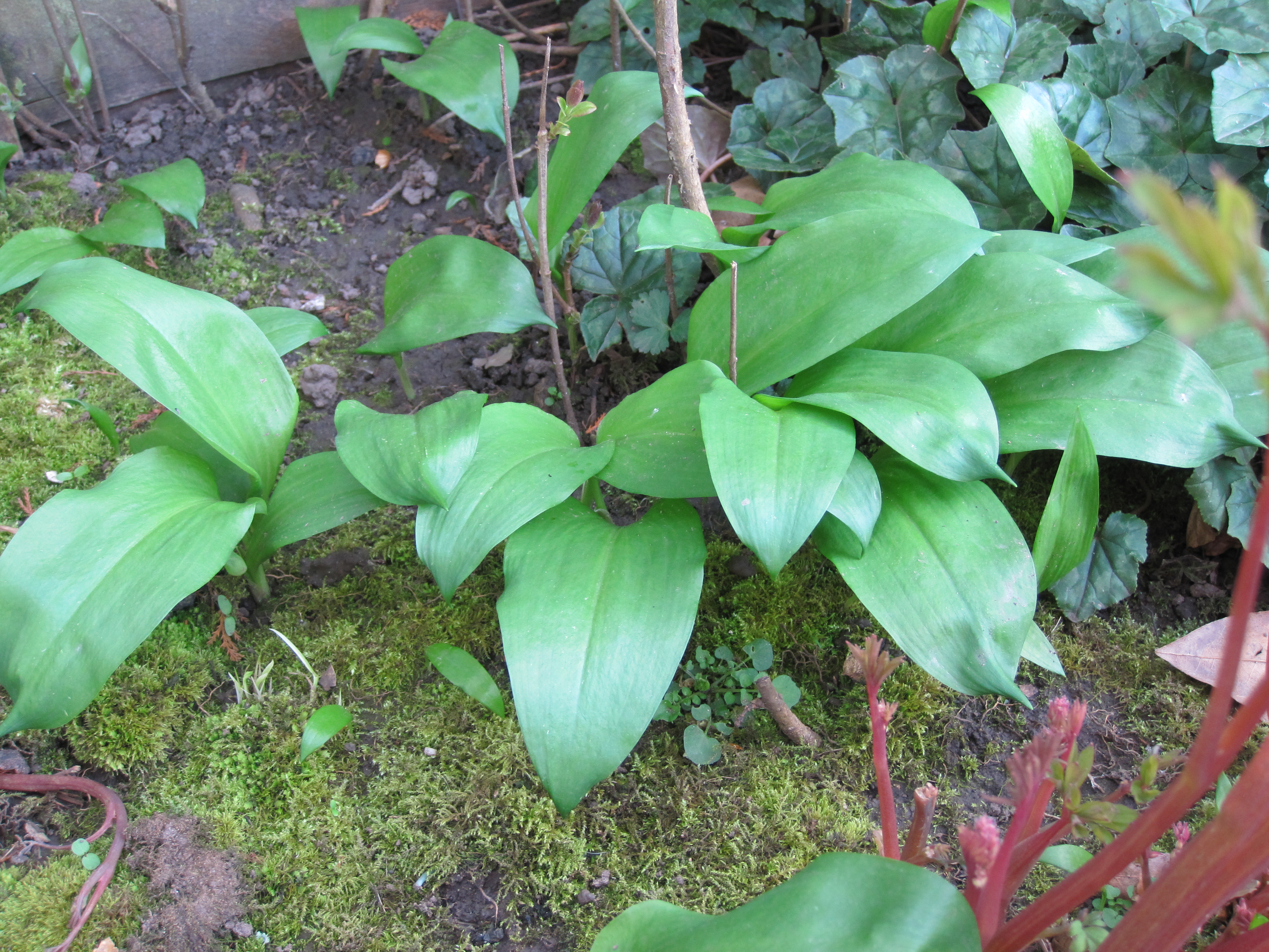 wild garlic