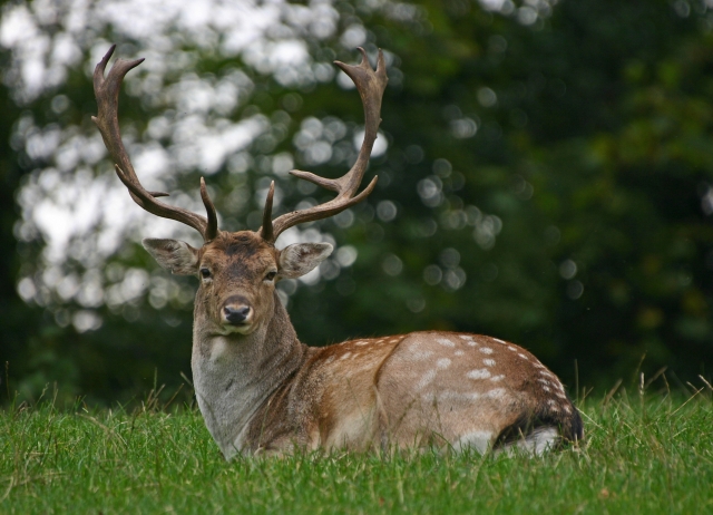 Stag